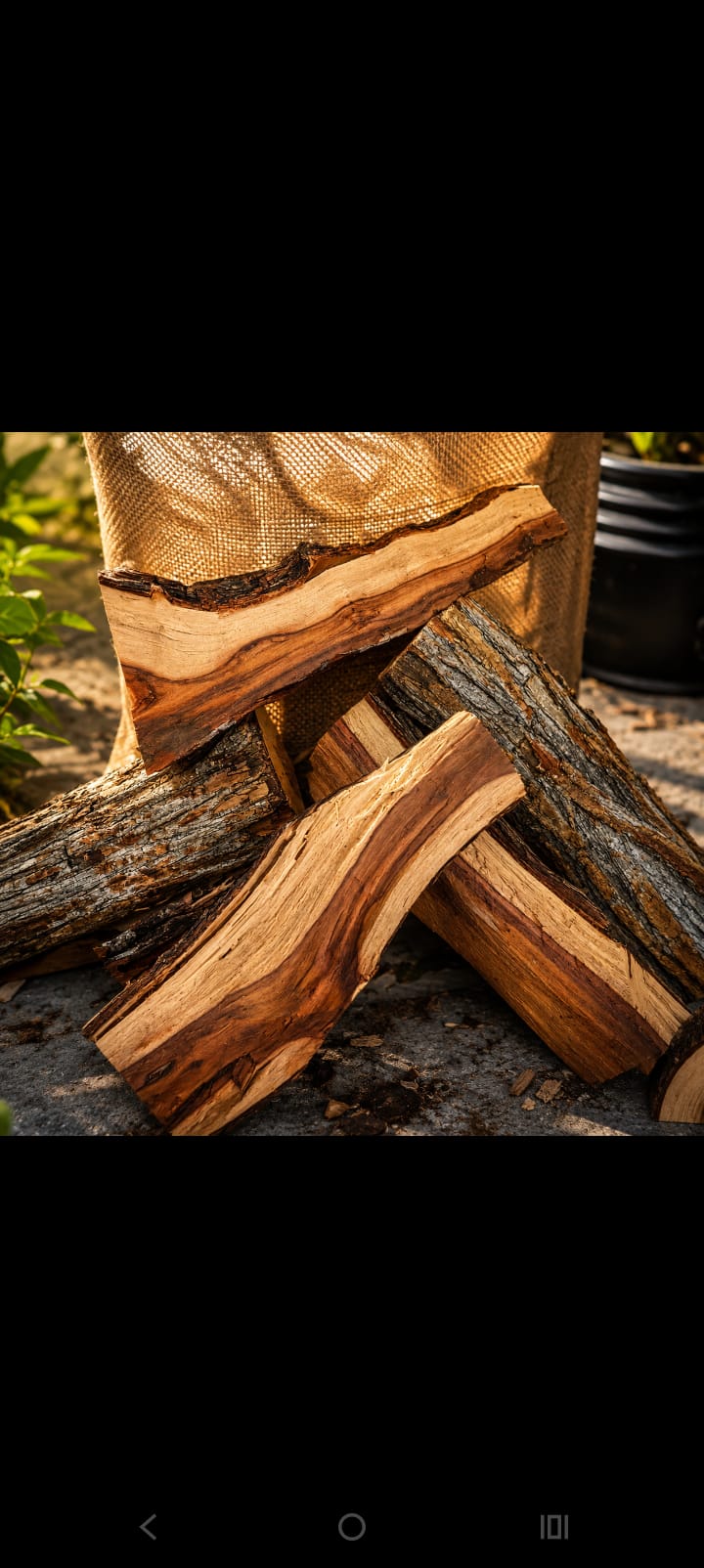 Seasoned Camelthorn logs